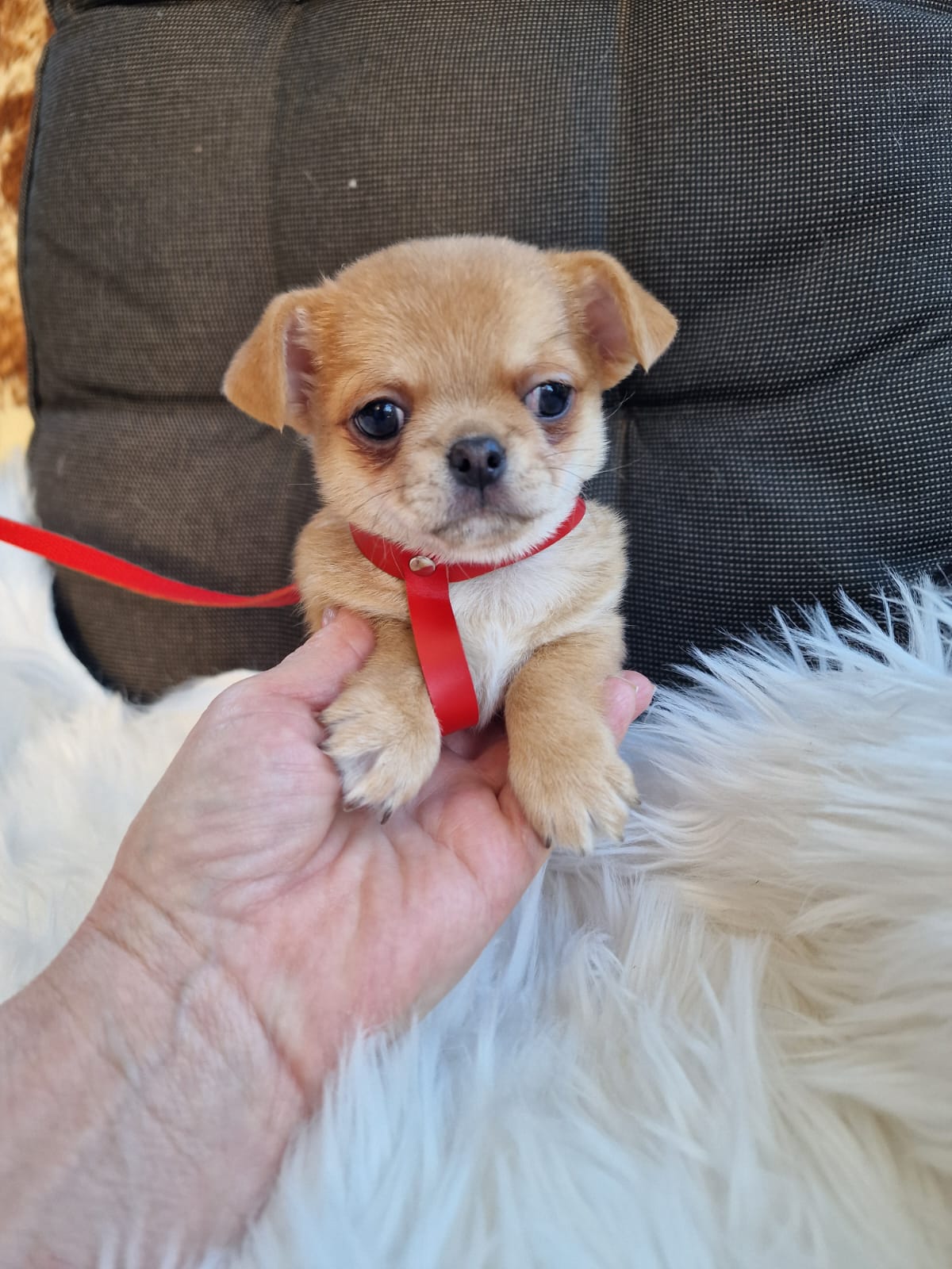 Haczi, beżowy piesek Chihuahua krótkowłosego z hodowli Bajeczne Urwisy