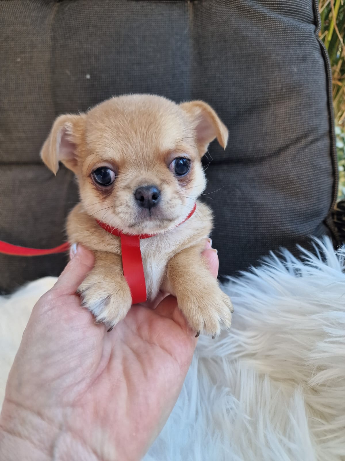 Haczi, beżowy piesek Chihuahua krótkowłosego z hodowli Bajeczne Urwisy
