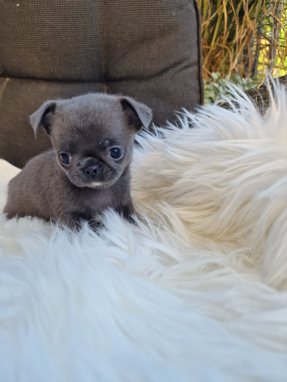 Hana, niebieska suczka Chihuahua krótkowłosego z hodowli Bajeczne Urwisy