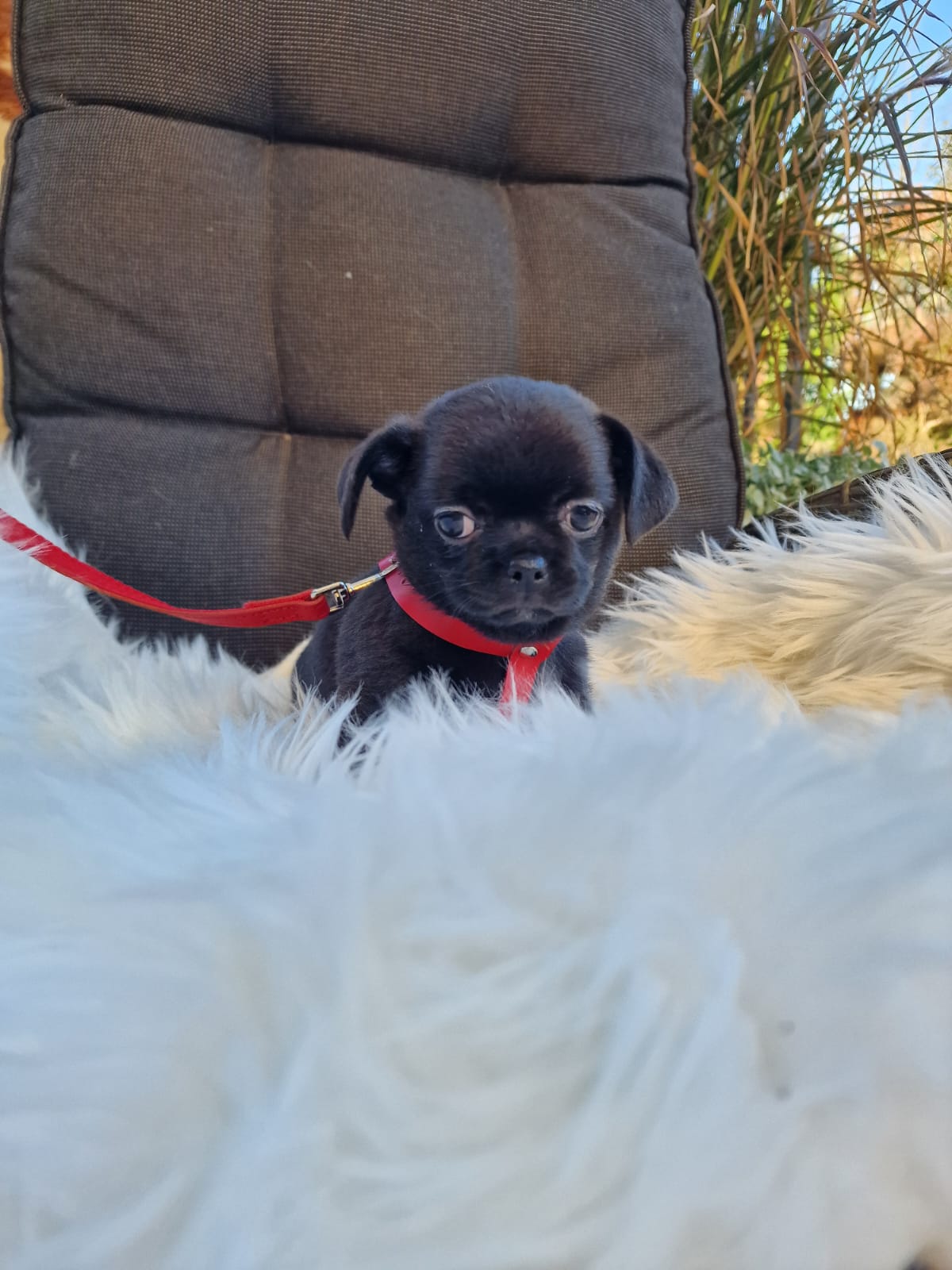 Heidi, czarna suczka Chihuahua krótkowłosego z hodowli Bajeczne Urwisy