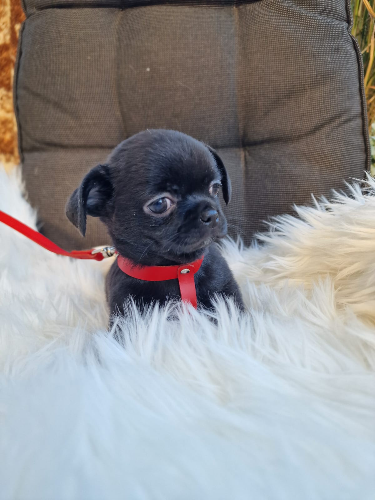 Heidi, czarna suczka Chihuahua krótkowłosego z hodowli Bajeczne Urwisy