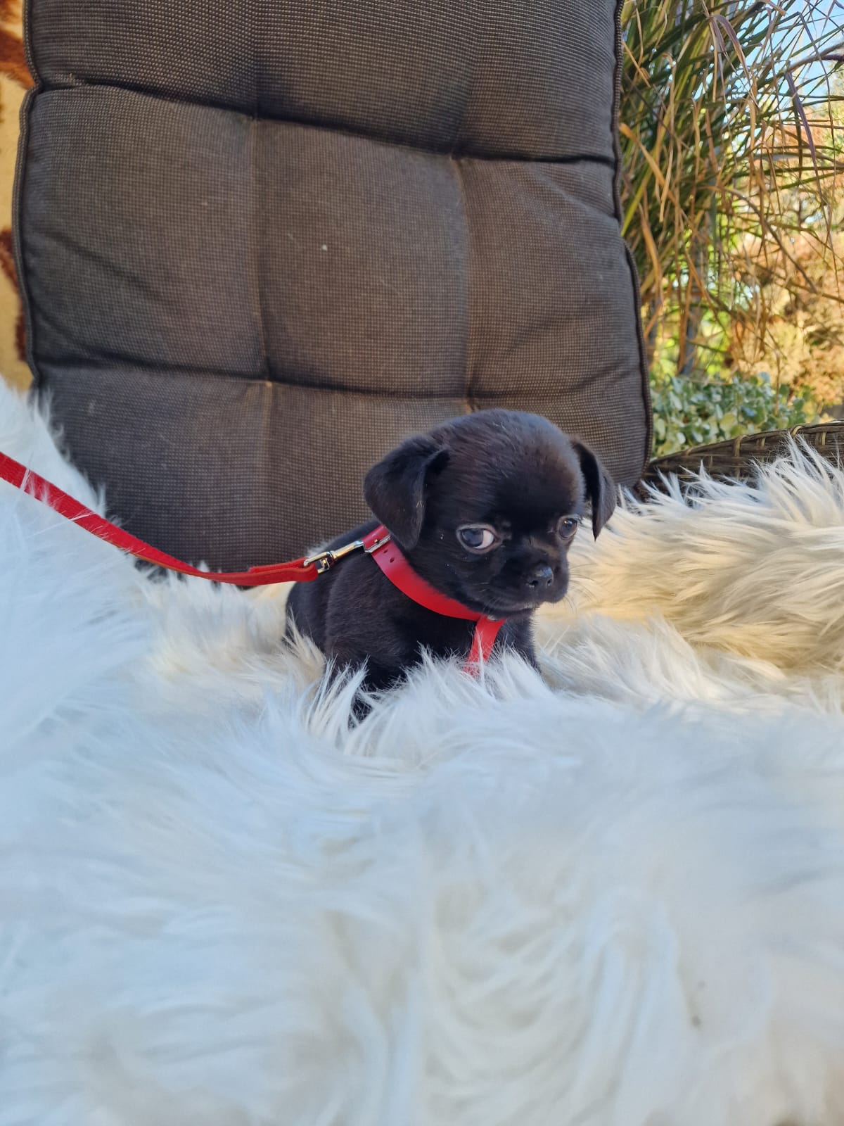 Heidi, czarna suczka Chihuahua krótkowłosego z hodowli Bajeczne Urwisy