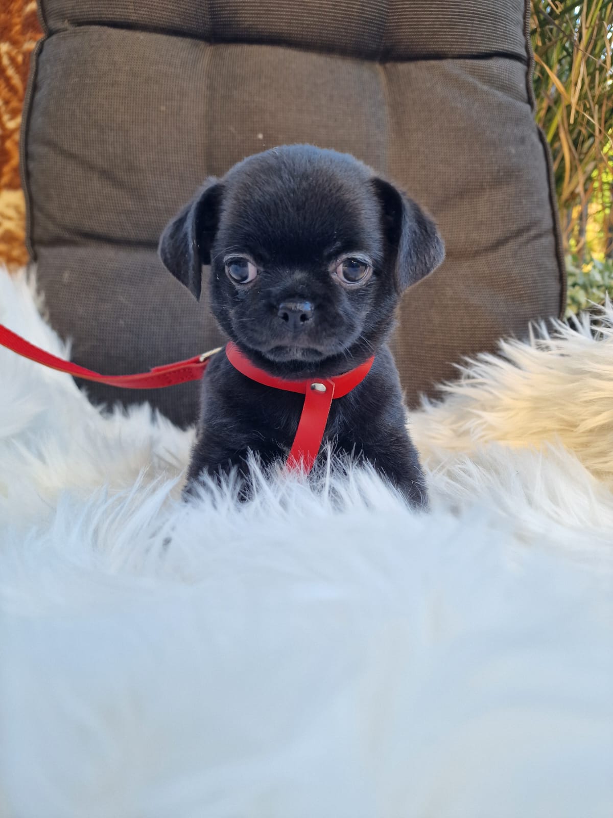 Heidi, czarna suczka Chihuahua krótkowłosego z hodowli Bajeczne Urwisy