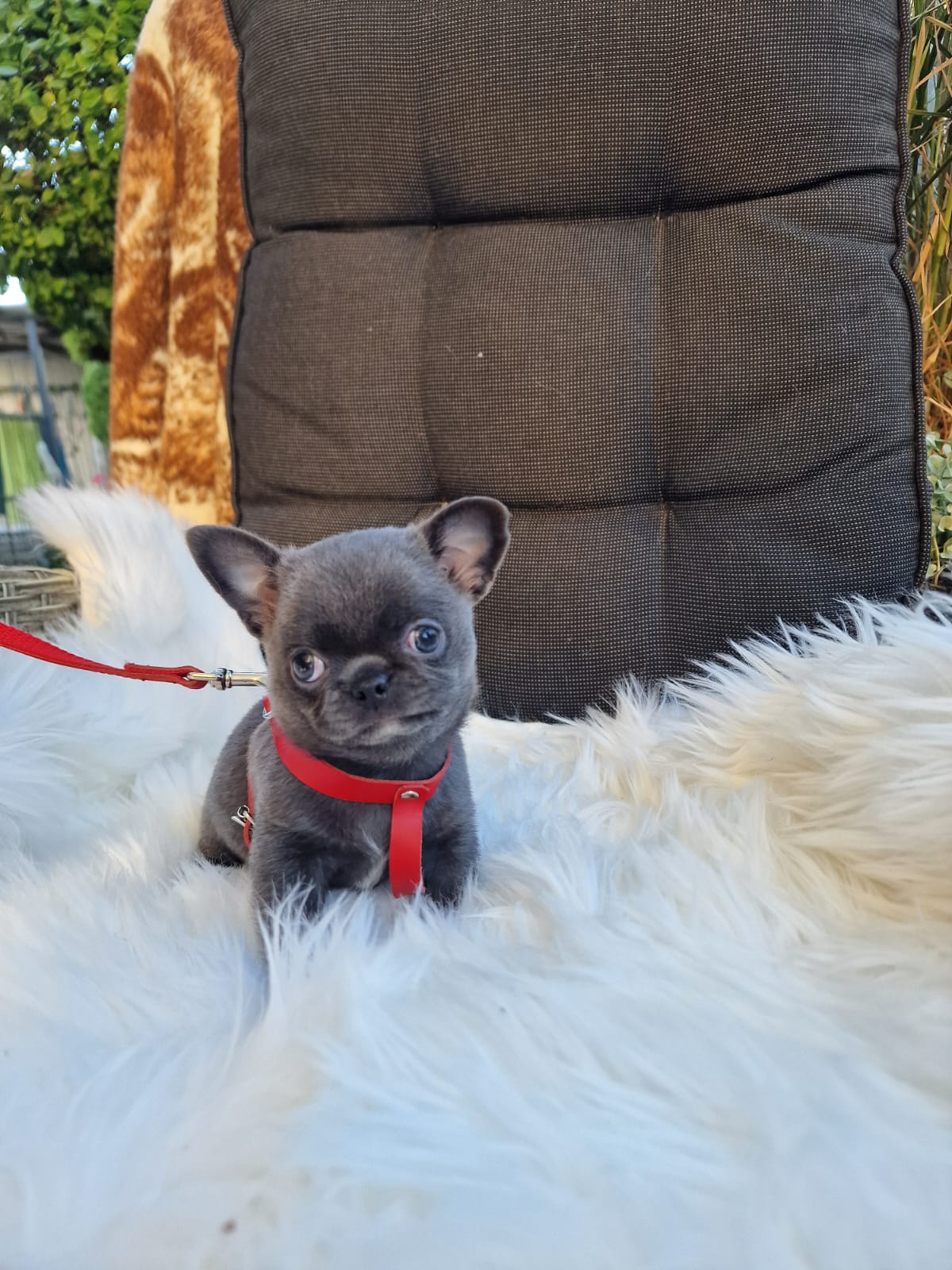 Hela, niebieska suczka Chihuahua krótkowłosego z hodowli Bajeczne Urwisy