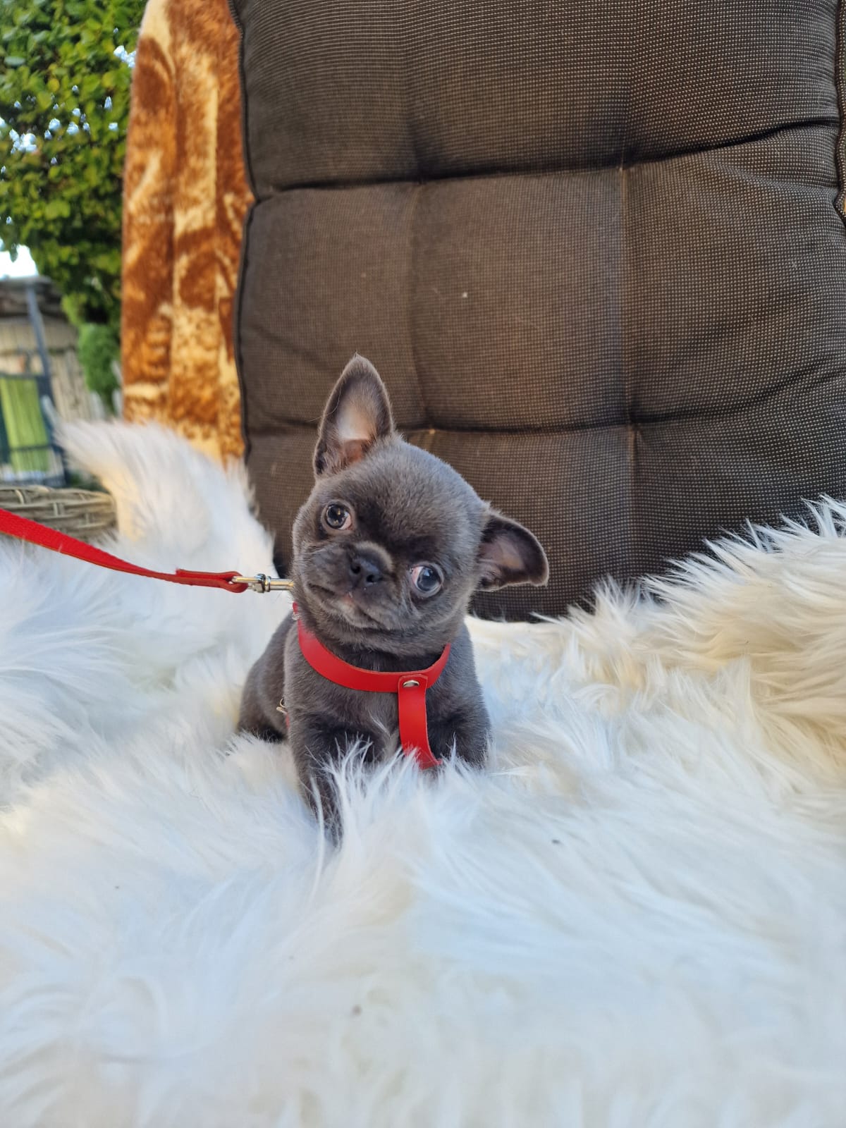 Hela, niebieska suczka Chihuahua krótkowłosego z hodowli Bajeczne Urwisy