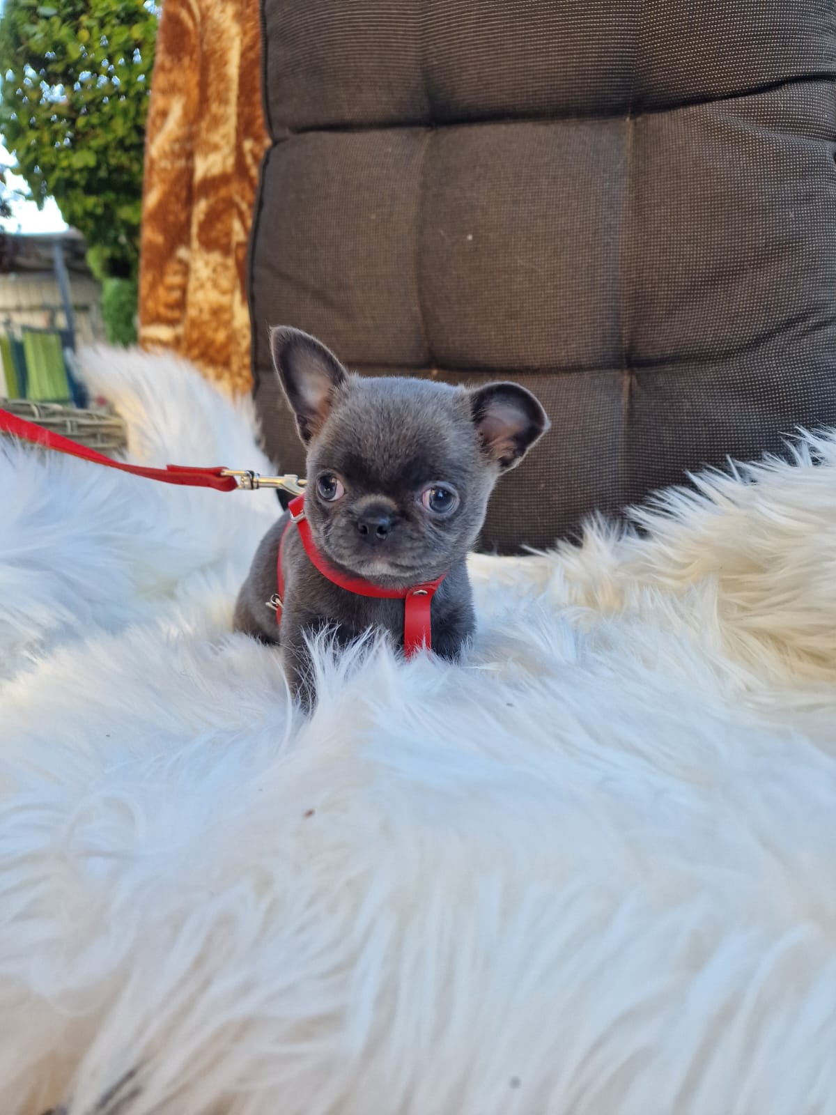 Hela, niebieska suczka Chihuahua krótkowłosego z hodowli Bajeczne Urwisy