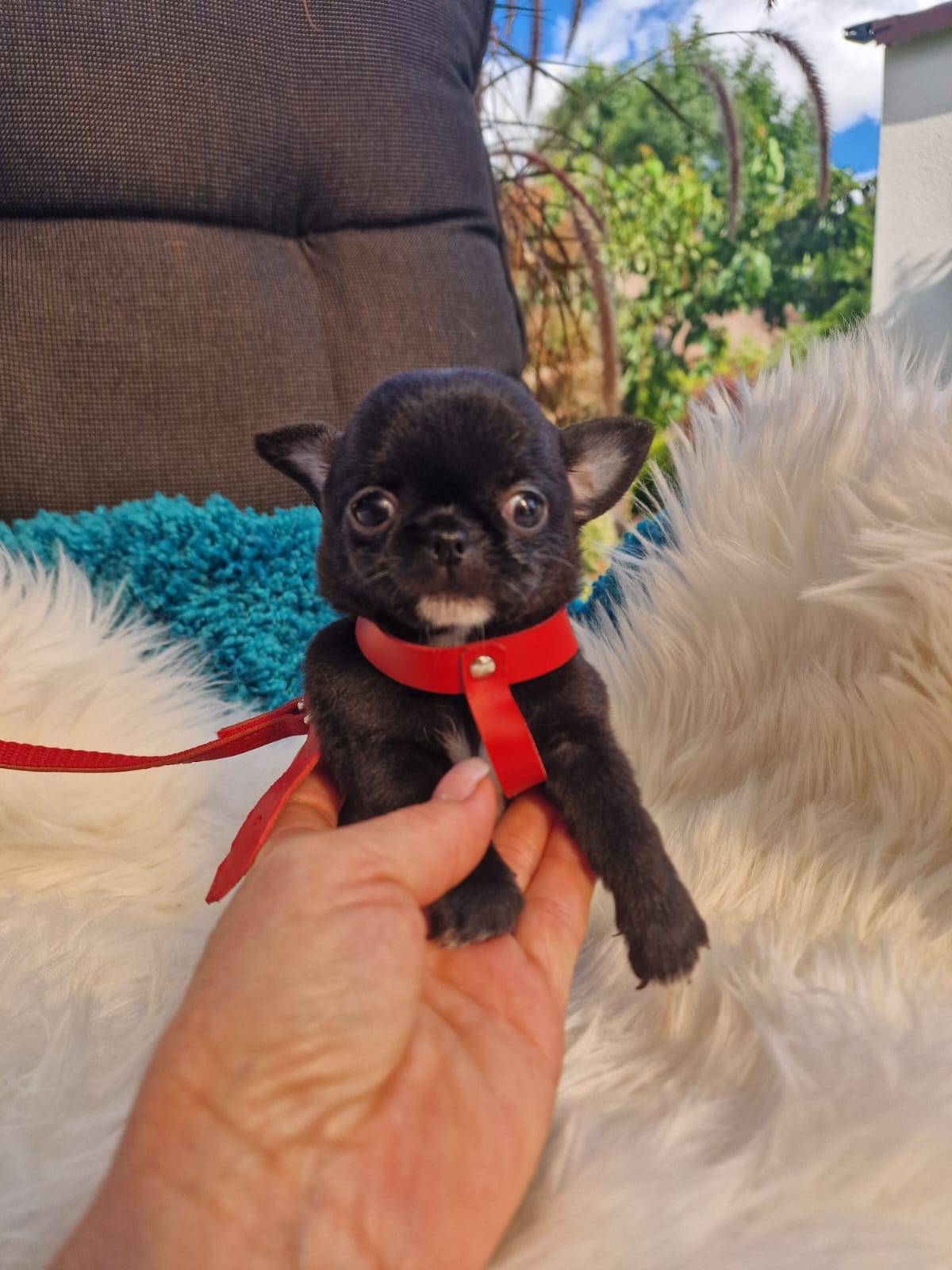 Elf, Chihuahua z hodowli Bajeczne Urwisy