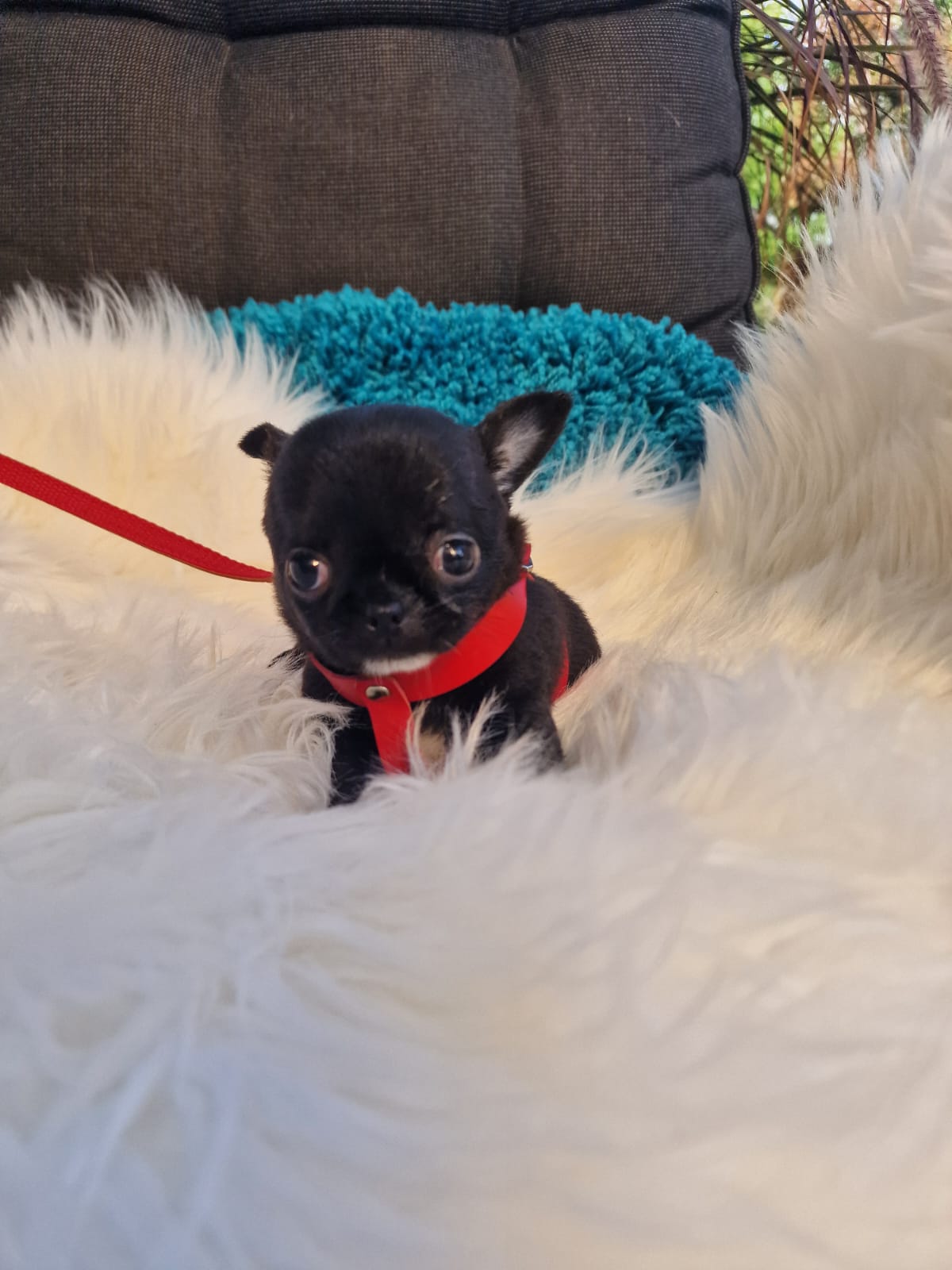 Elf, Chihuahua z hodowli Bajeczne Urwisy