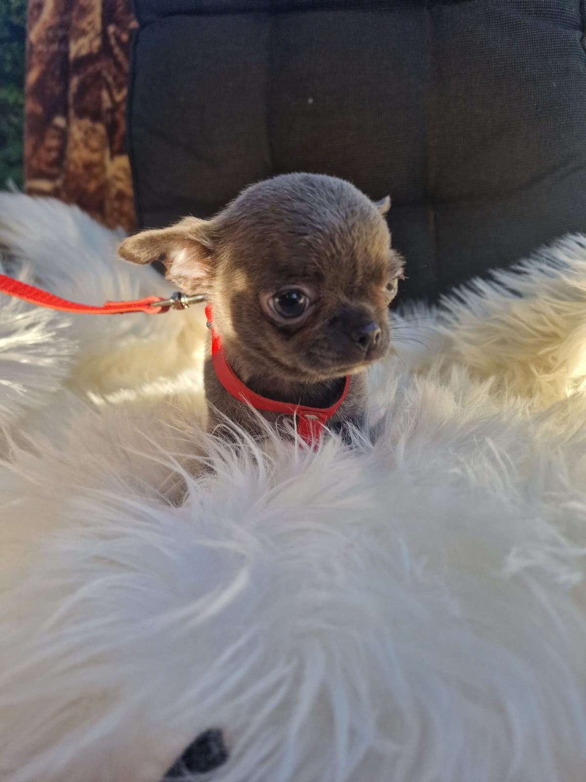 Fibi, Chihuahua z hodowli Bajeczne Urwisy