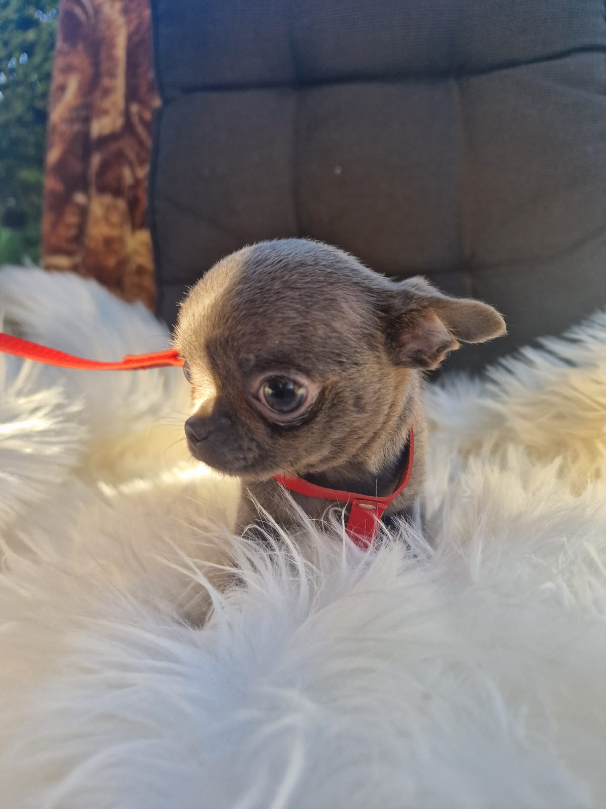 Fibi, Chihuahua z hodowli Bajeczne Urwisy