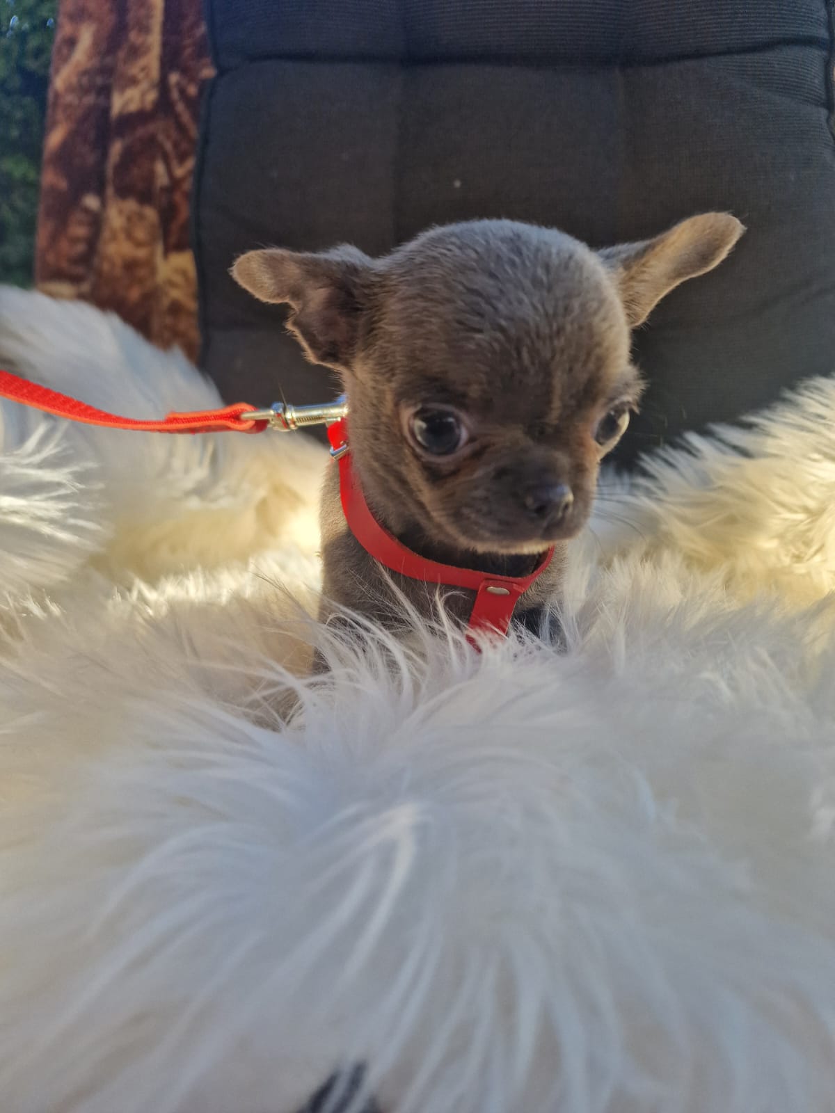 Fibi, Chihuahua z hodowli Bajeczne Urwisy