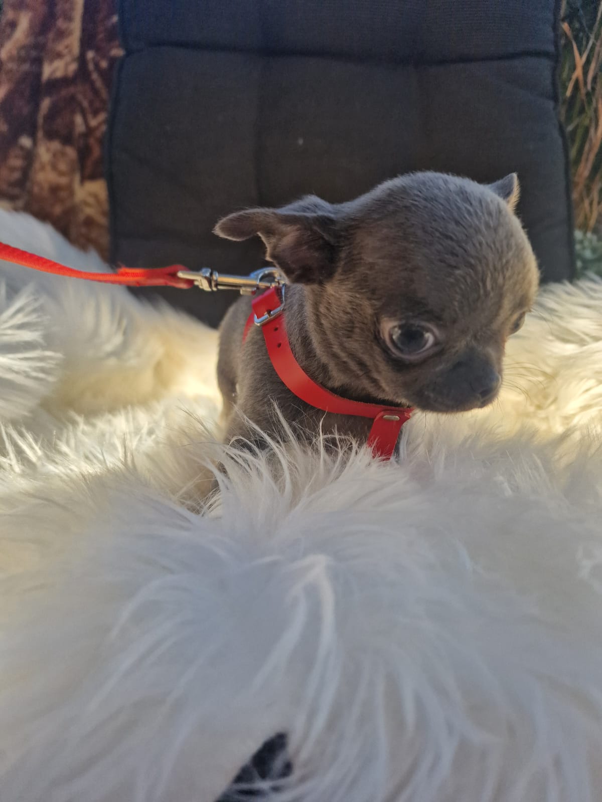 Fibi, Chihuahua z hodowli Bajeczne Urwisy