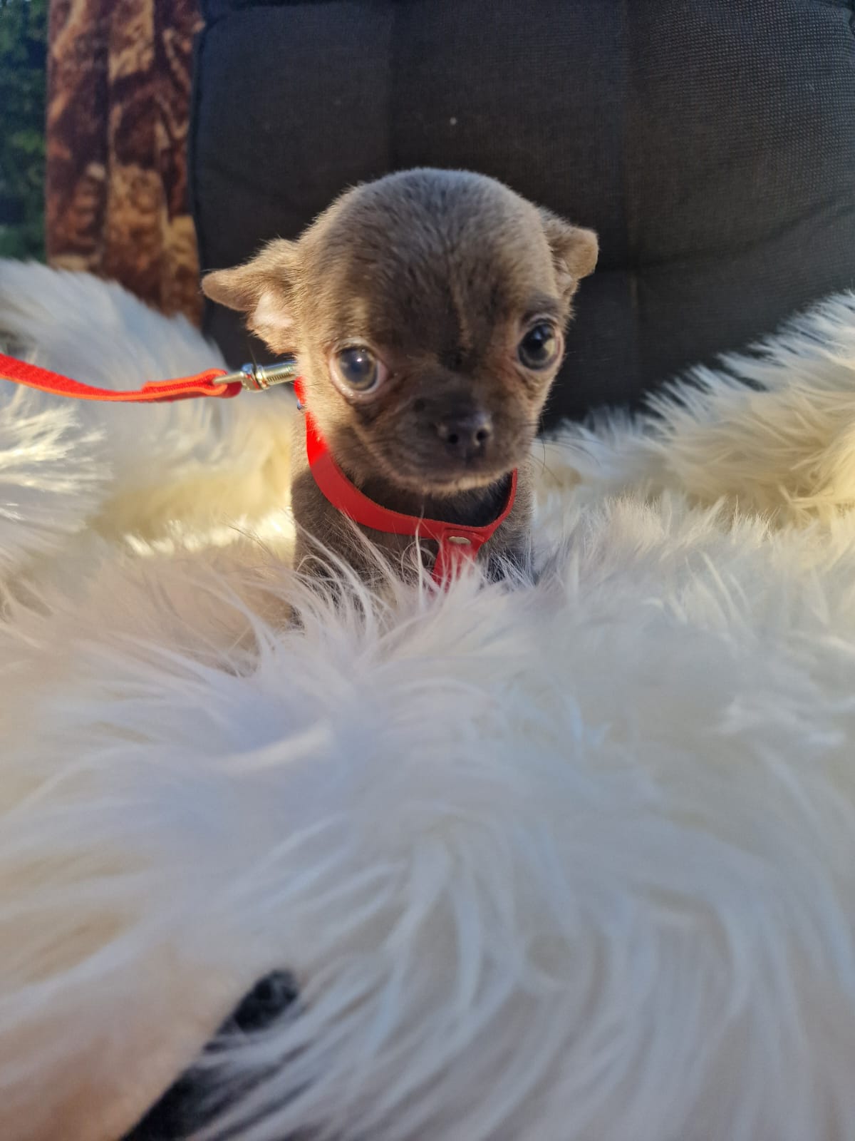Fibi, niebieska suczka Chihuahua na białym kocu