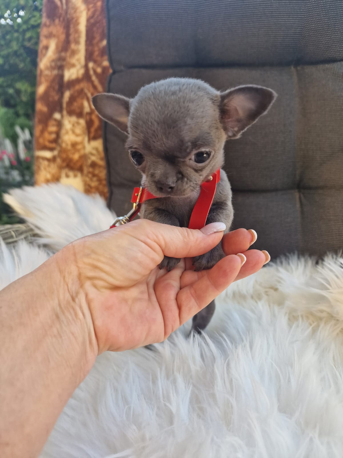 Fifi, Chihuahua z hodowli Bajeczne Urwisy