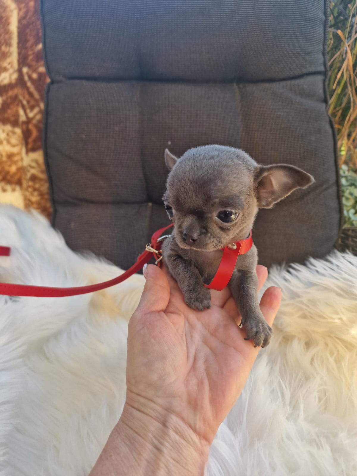 Fifi, Chihuahua z hodowli Bajeczne Urwisy