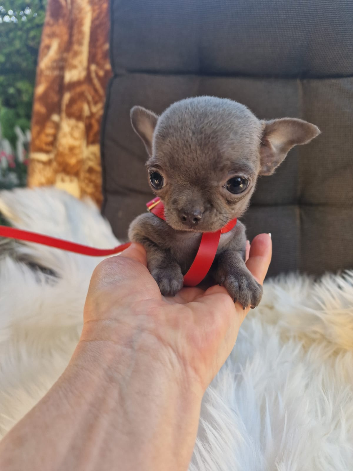 Fifi, niebieska krótkowłosa suczka Chihuahua na dłoni opiekuna