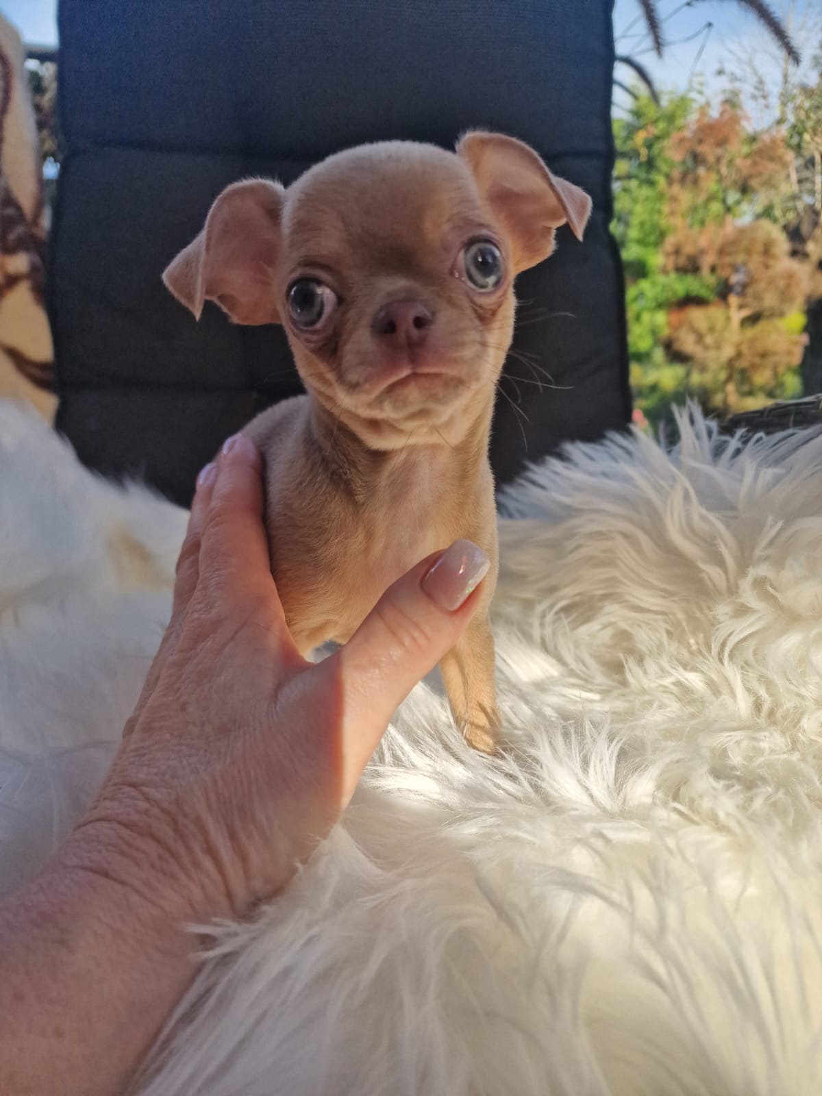 Fionka, Chihuahua z hodowli Bajeczne Urwisy
