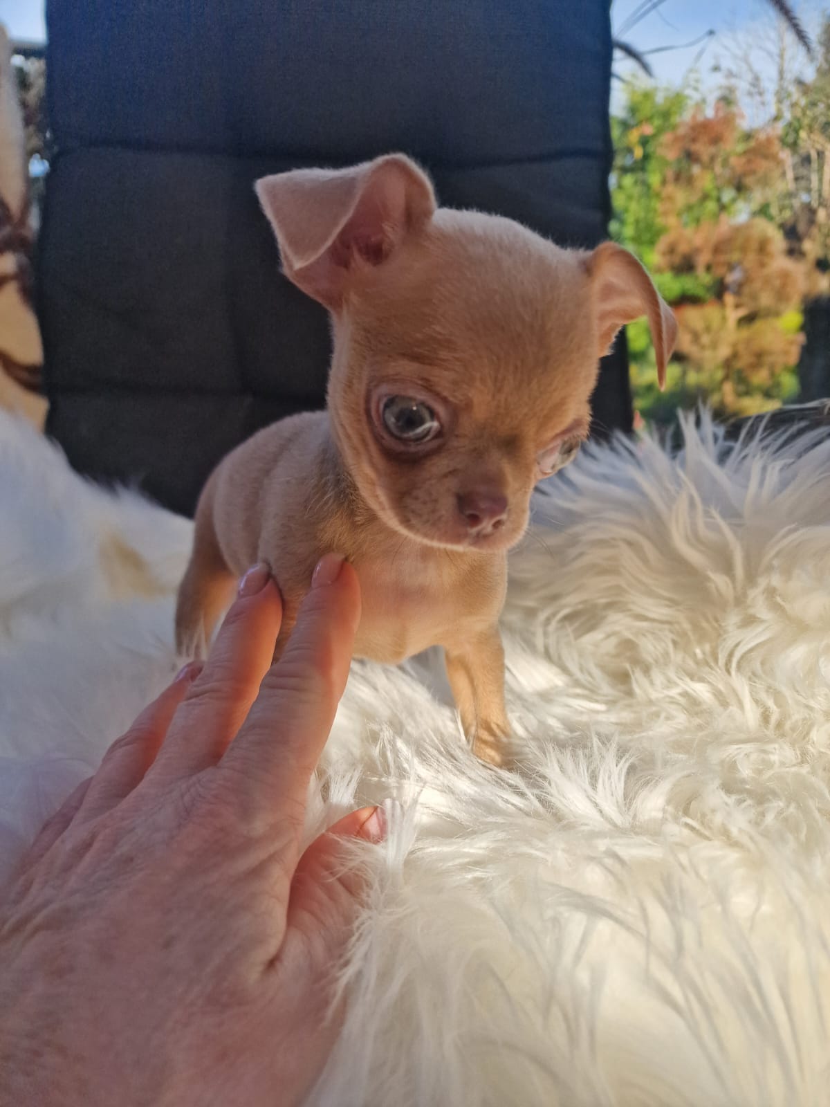 Fionka, Chihuahua z hodowli Bajeczne Urwisy