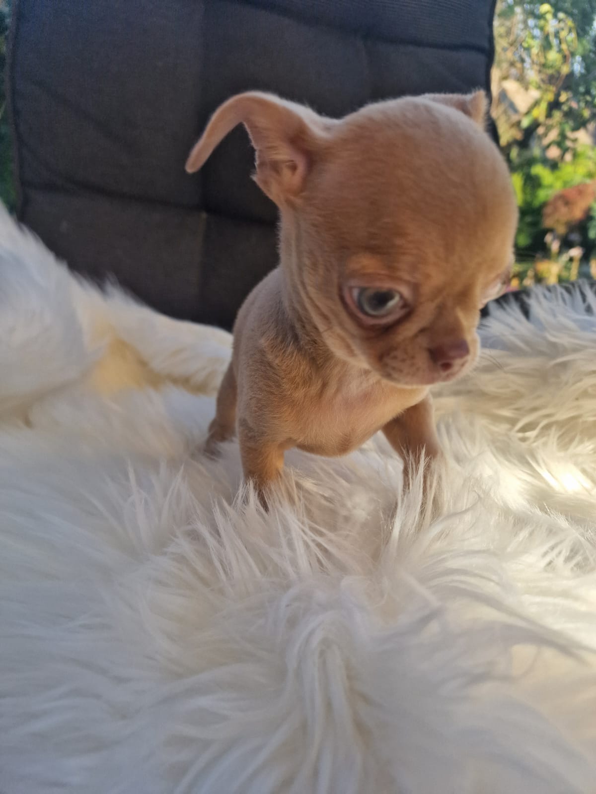 Fionka, beżowa suczka Chihuahua stojąca na białym kocu