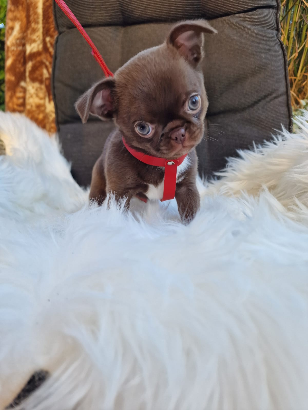 Gabi, Chihuahua z hodowli Bajeczne Urwisy