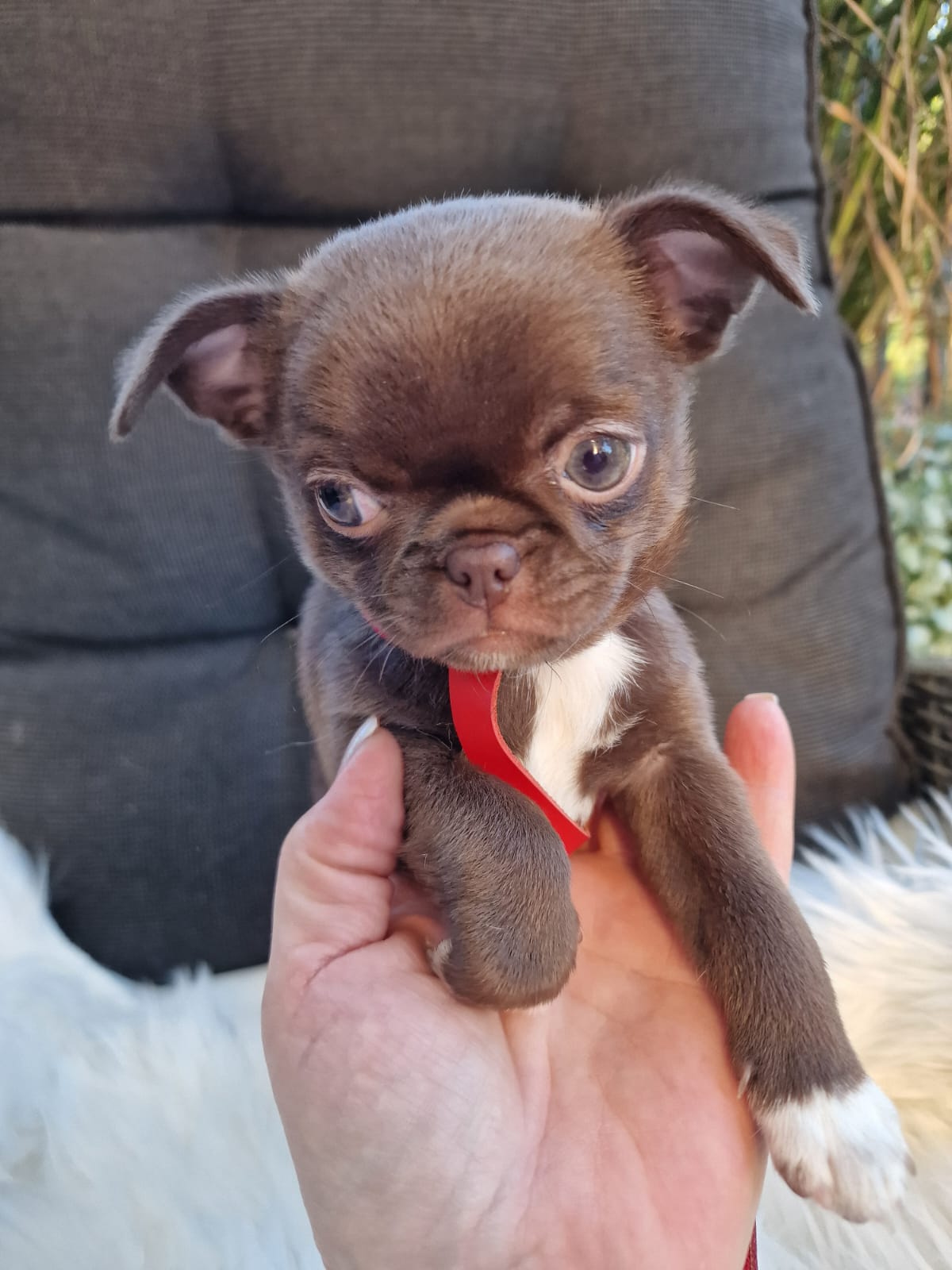 Gabi, Chihuahua z hodowli Bajeczne Urwisy