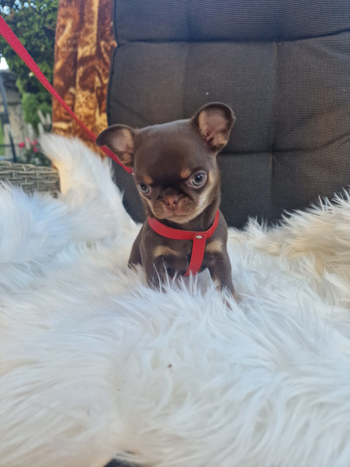 Gacek, Chihuahua z hodowli Bajeczne Urwisy