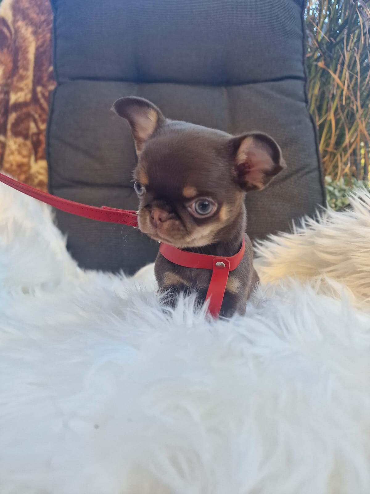 Gacek, Chihuahua z hodowli Bajeczne Urwisy