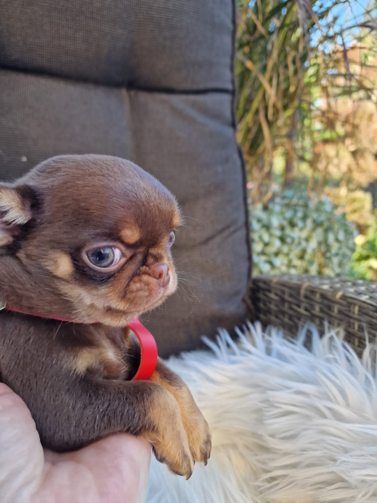 Gacek, Chihuahua z hodowli Bajeczne Urwisy