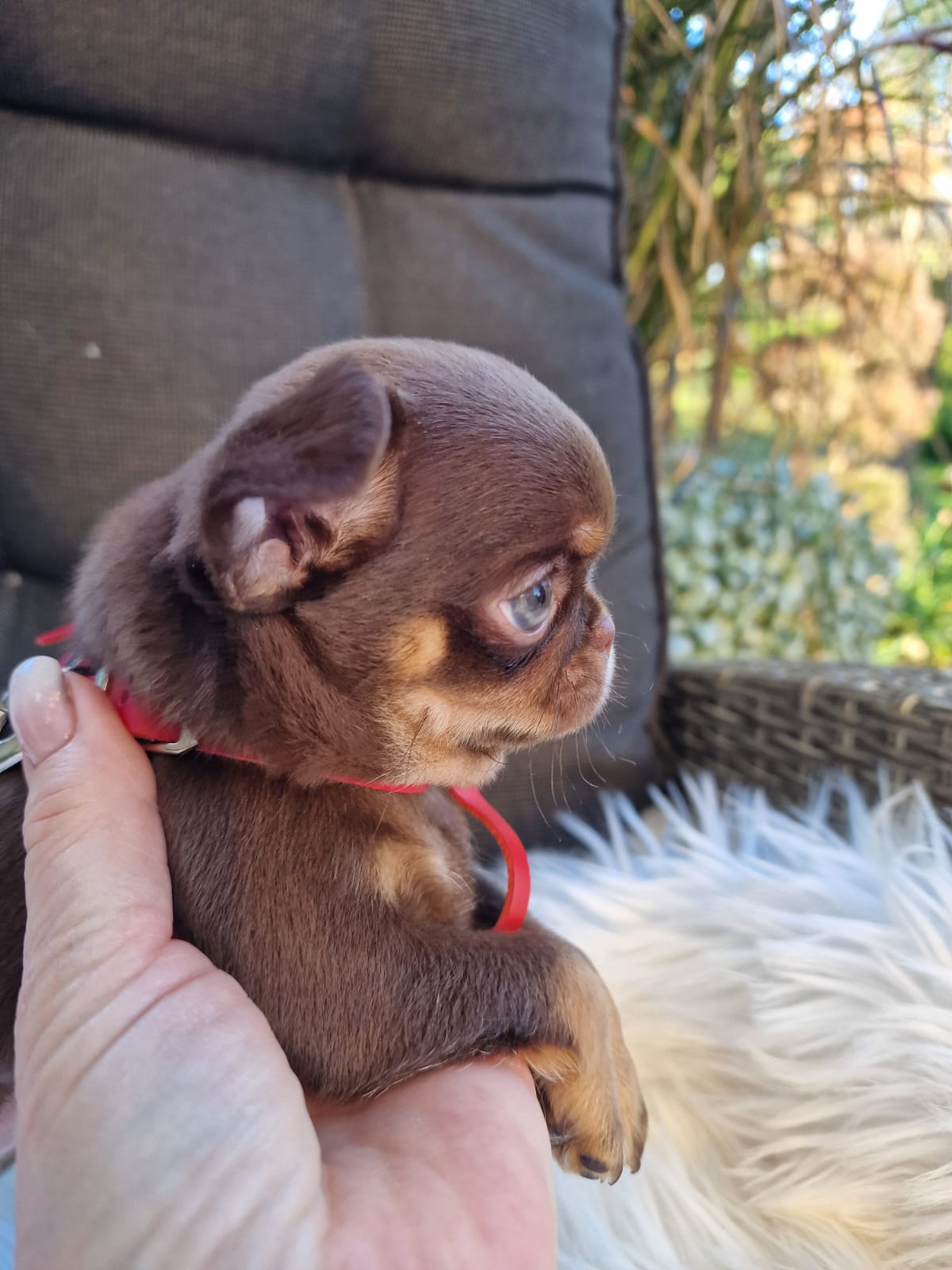 Gacek, Chihuahua z hodowli Bajeczne Urwisy