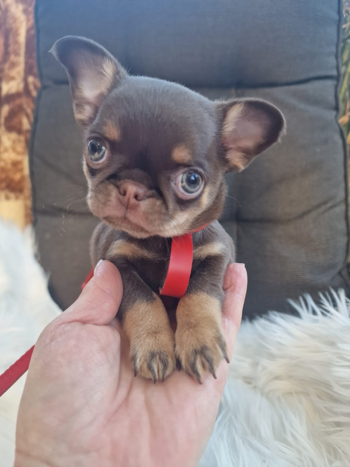 Gacek, czekoladowy podpalany piesek Chihuahua na rękach opiekuna