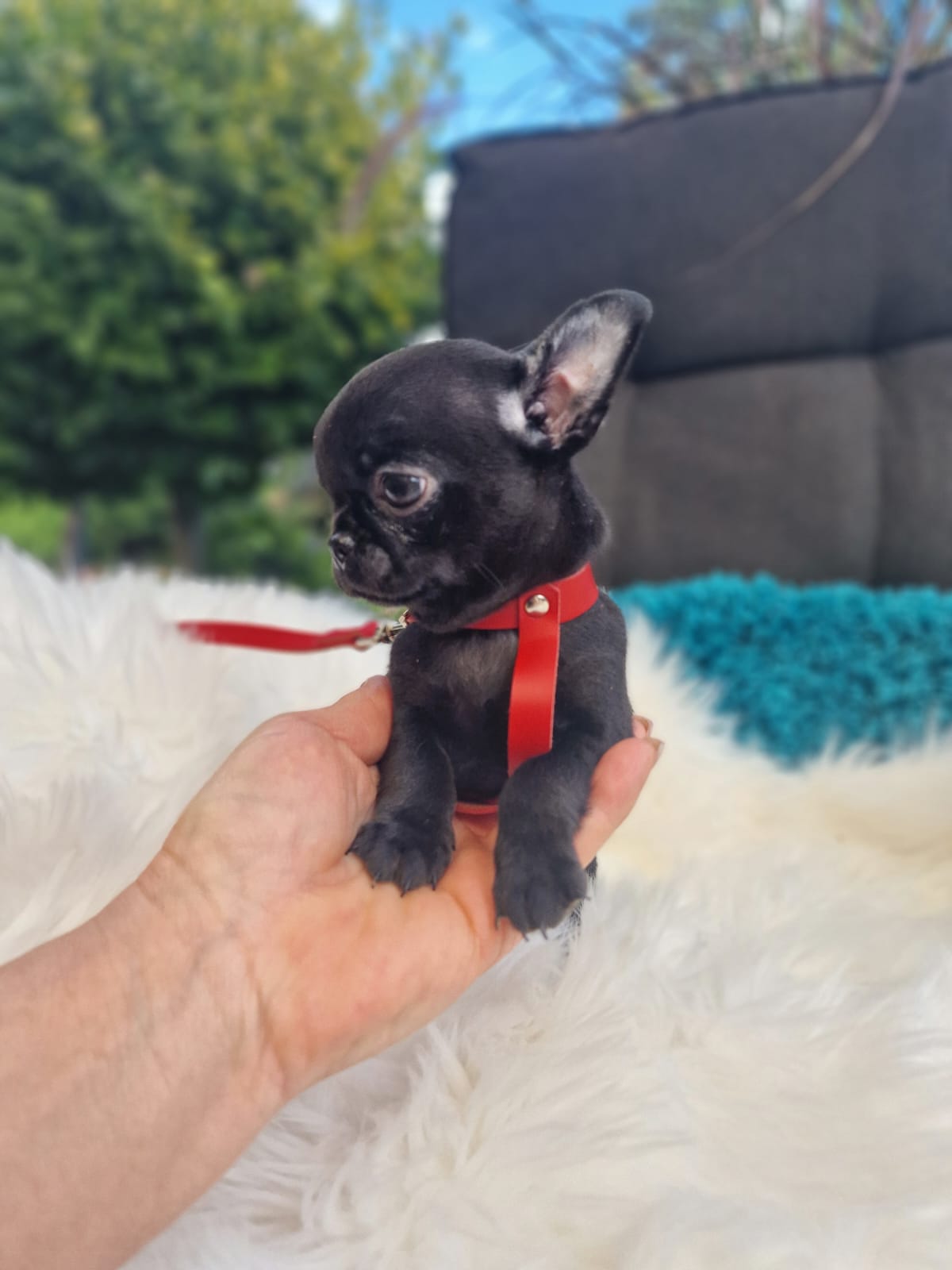 Czarny Chihuahua na białym kocu w ogrodzie