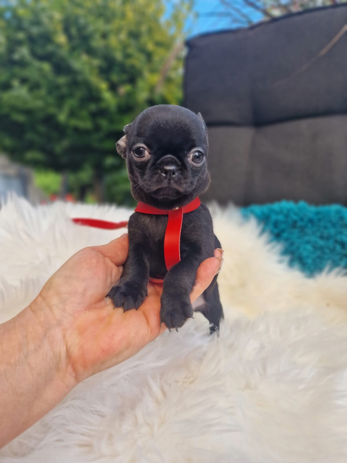 Czarny Chihuahua na białym kocu w ogrodzie