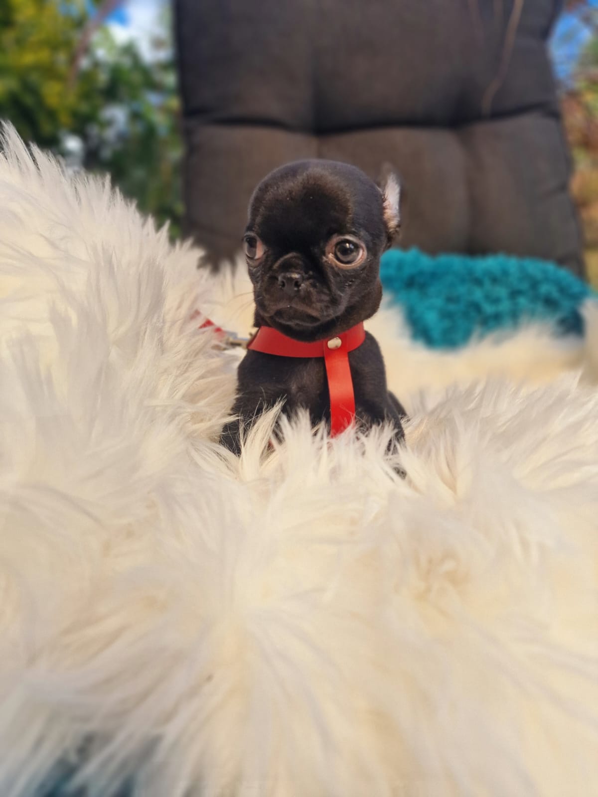Czarny Chihuahua na białym kocu w ogrodzie