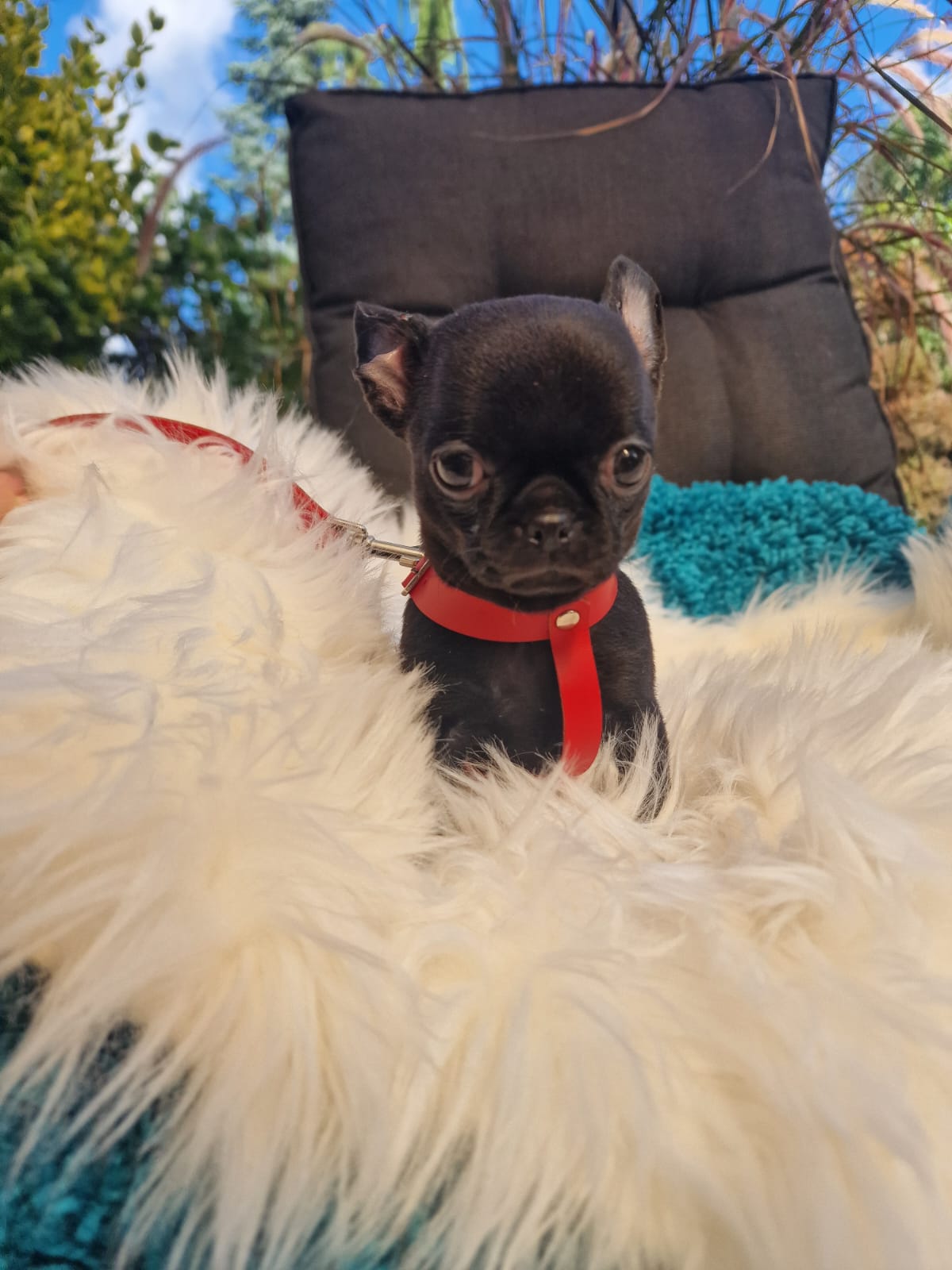 Czarny Chihuahua na białym kocu w ogrodzie