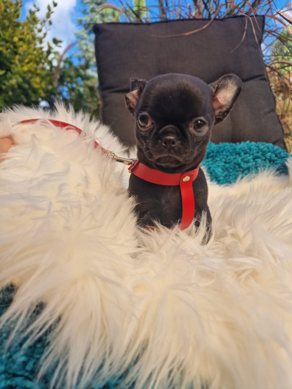 Czarny, krótkowłosy szczeniak Chihuahua