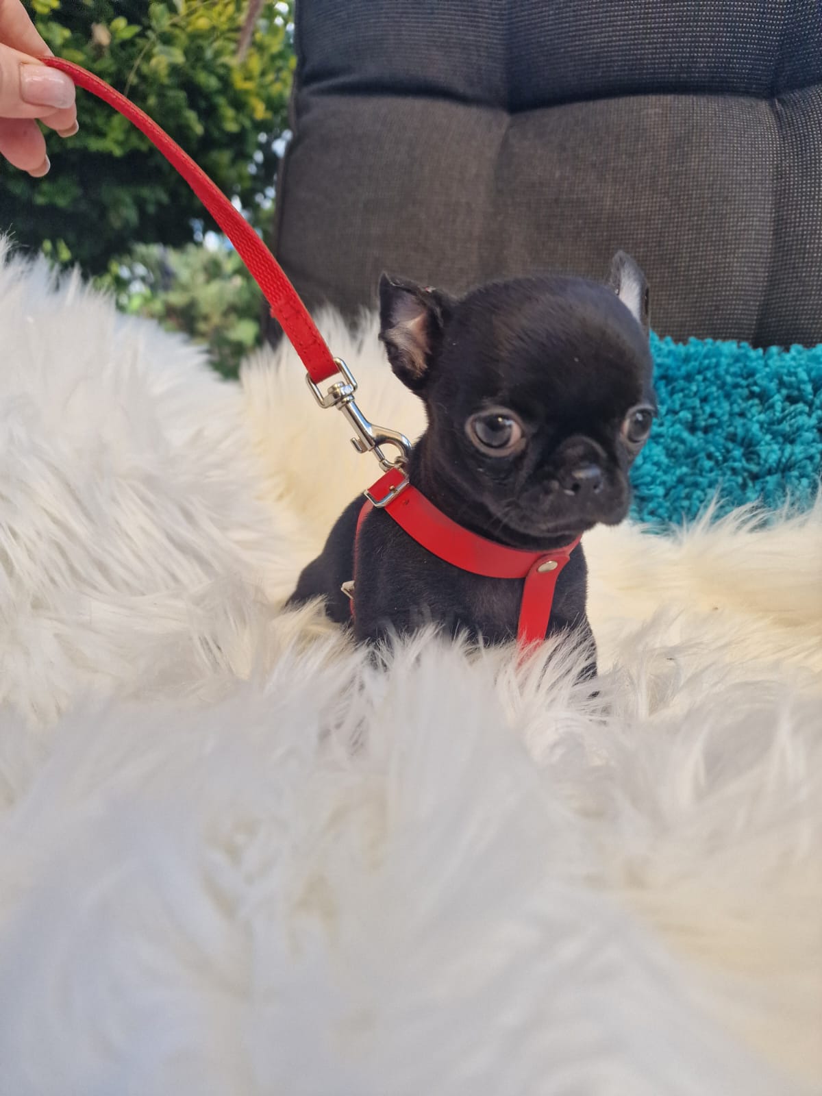 Czarny Chihuahua na białym kocu w ogrodzie