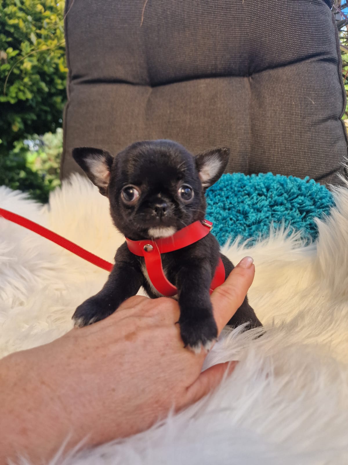 Czarny Chihuahua na białym kocu w ogrodzie