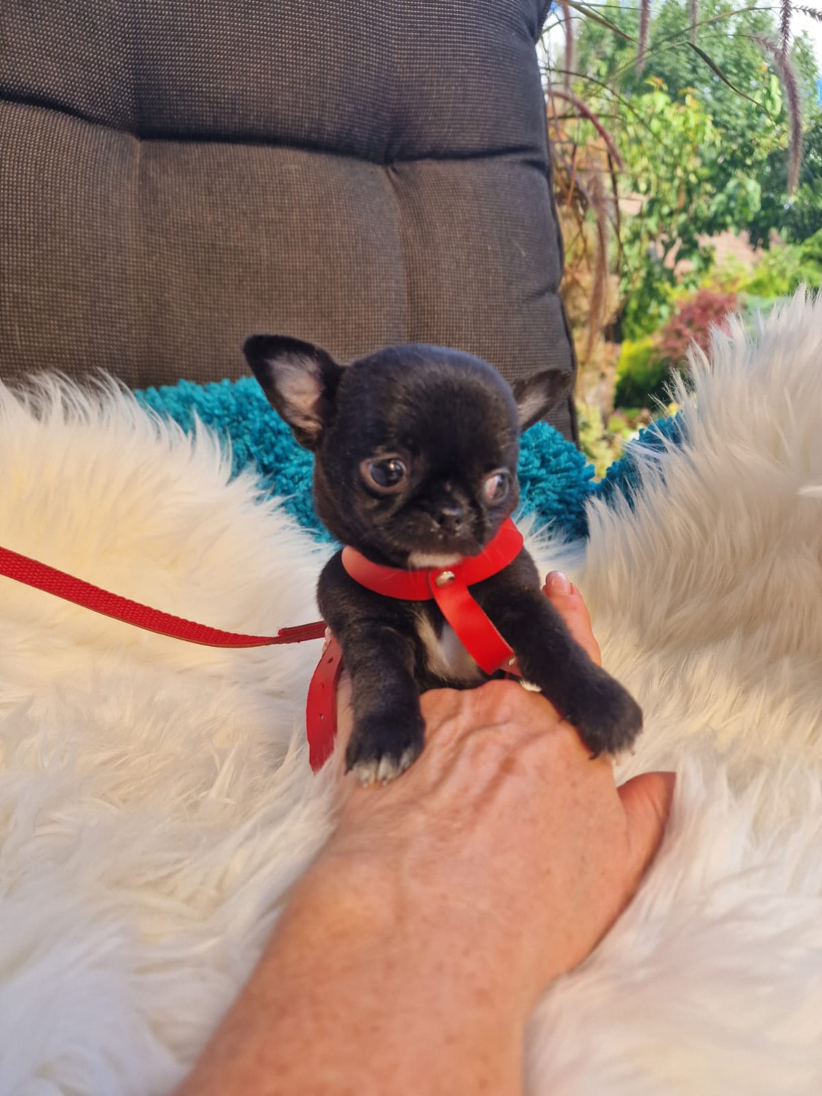 Czarny Chihuahua na białym kocu w ogrodzie