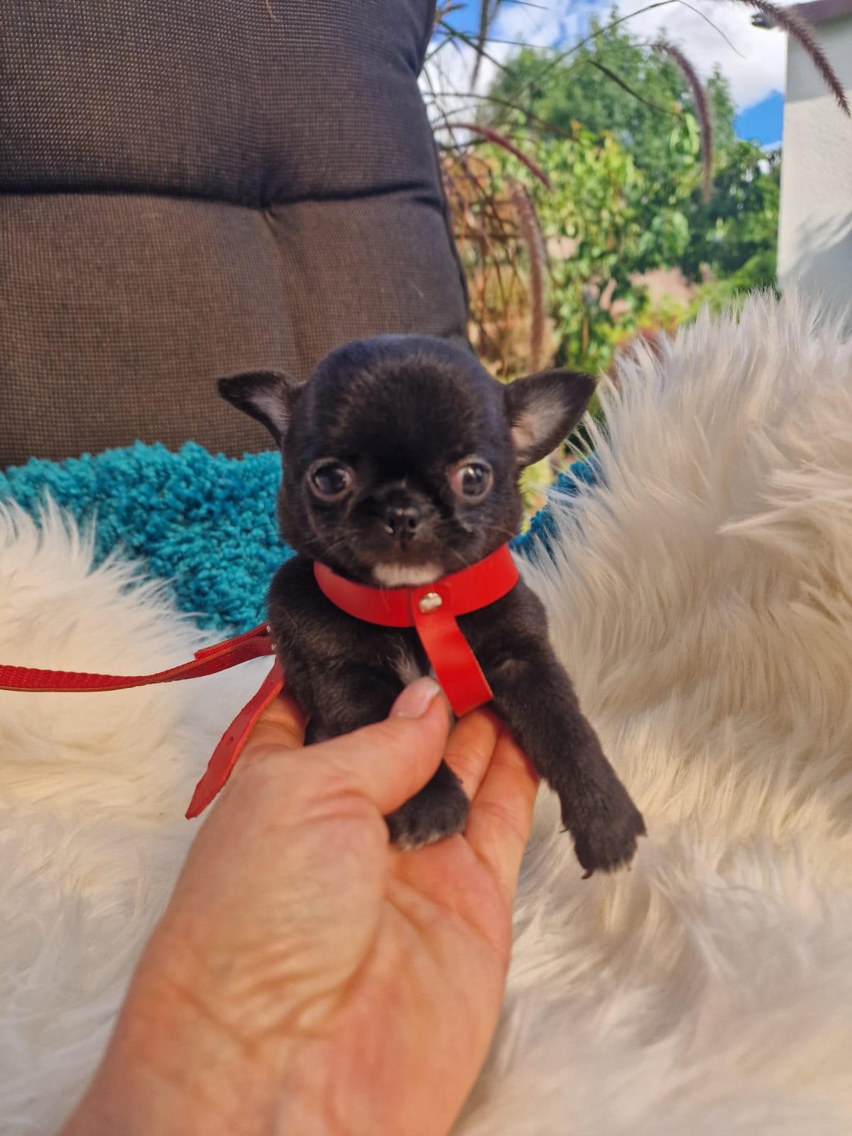 Czarny Chihuahua na białym kocu w ogrodzie