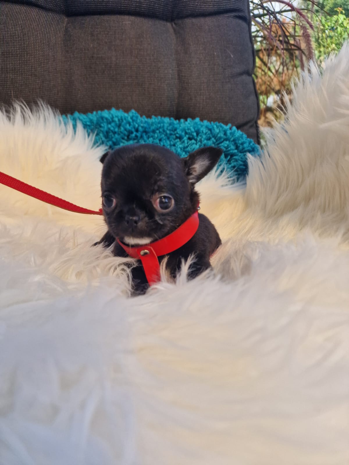 Czarny Chihuahua na białym kocu w ogrodzie