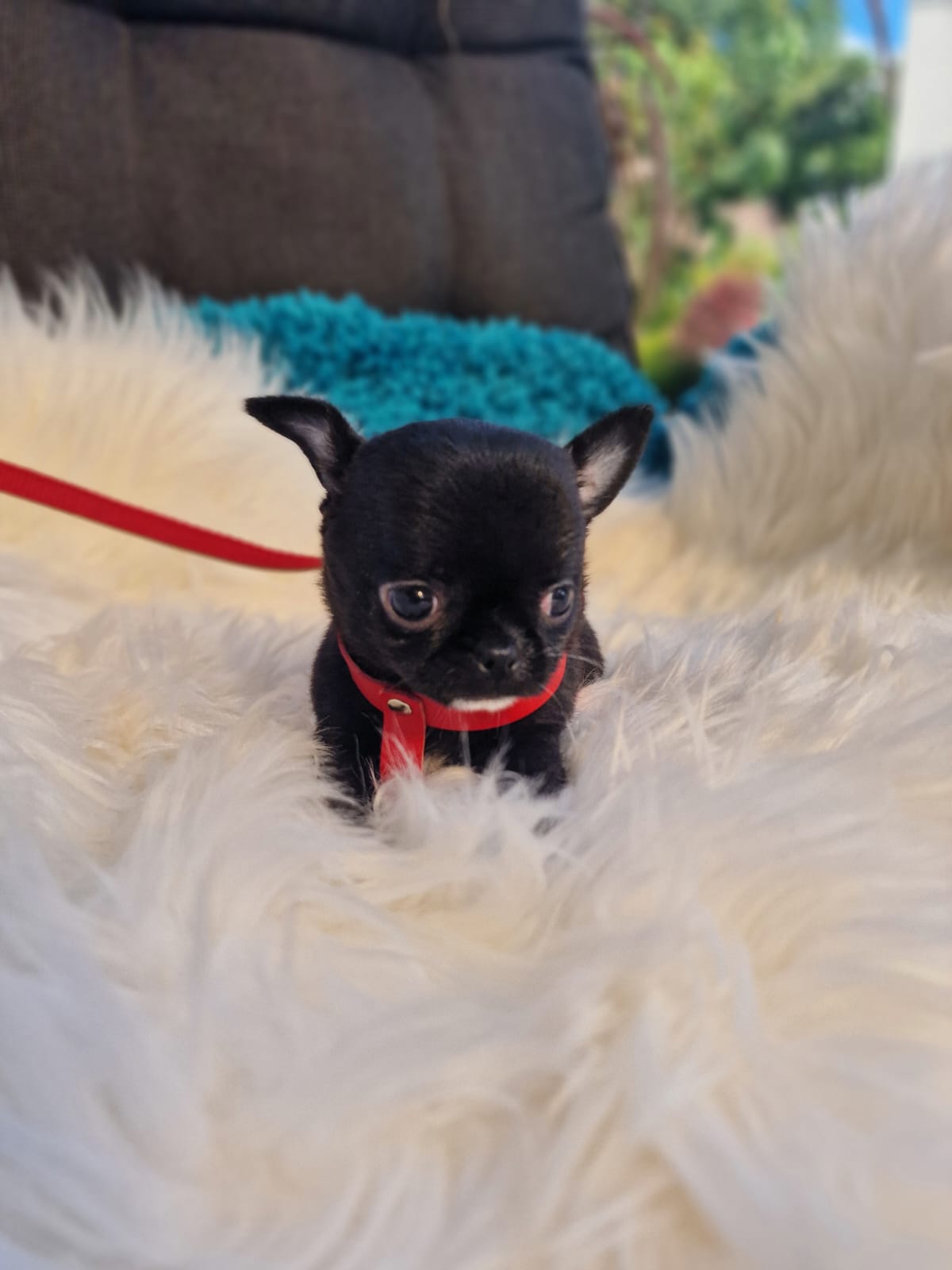 Czarny Chihuahua na białym kocu w ogrodzie