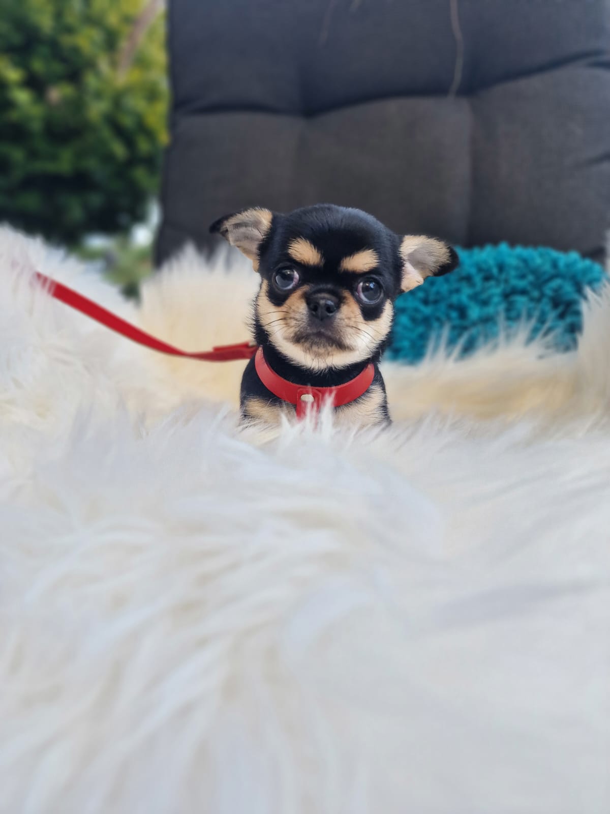 Czarny podpalany Chihuahua na białym kocu w ogrodzie