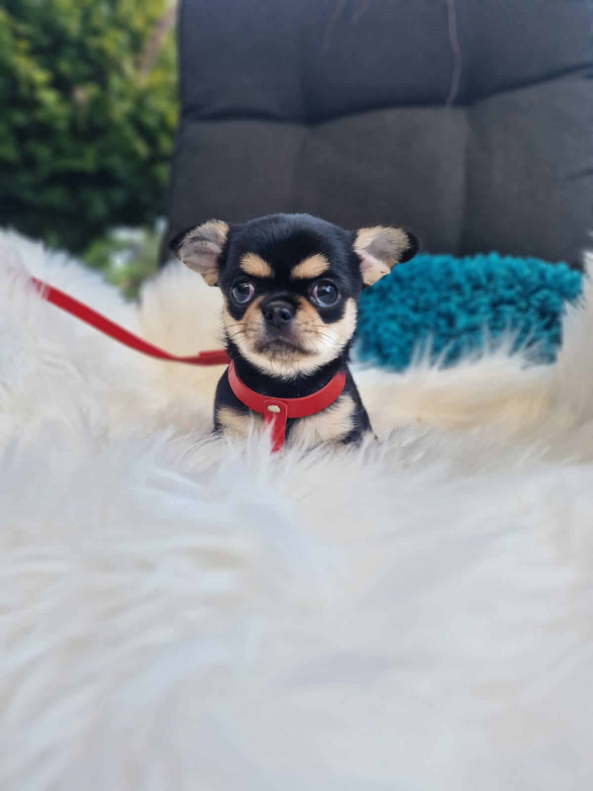 Czarny podpalany Chihuahua na białym kocu w ogrodzie