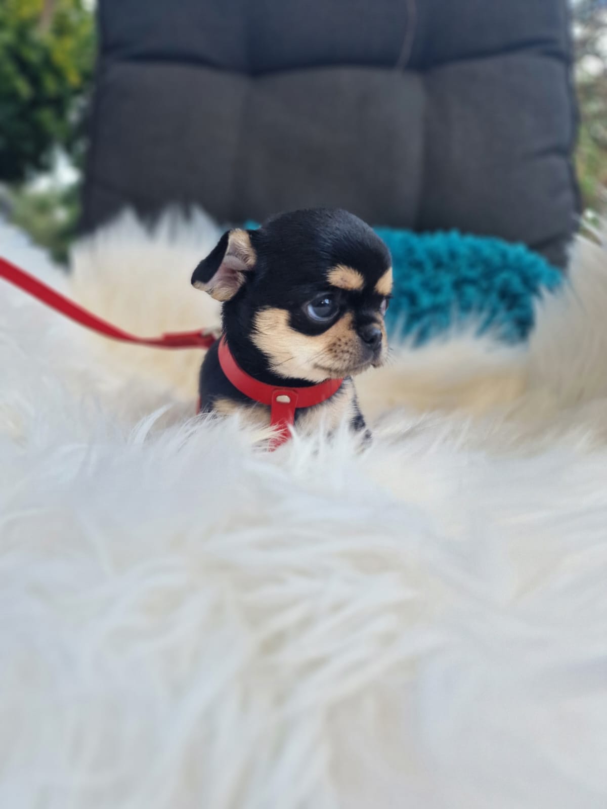 Czarny podpalany Chihuahua na białym kocu w ogrodzie