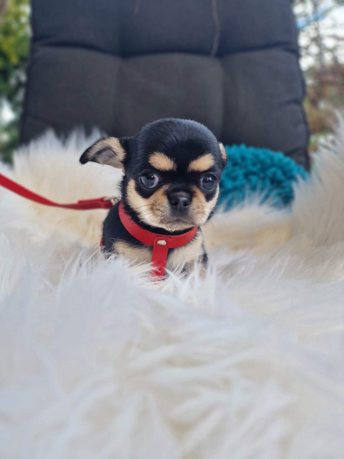 Czarny podpalany Chihuahua na białym kocu w ogrodzie