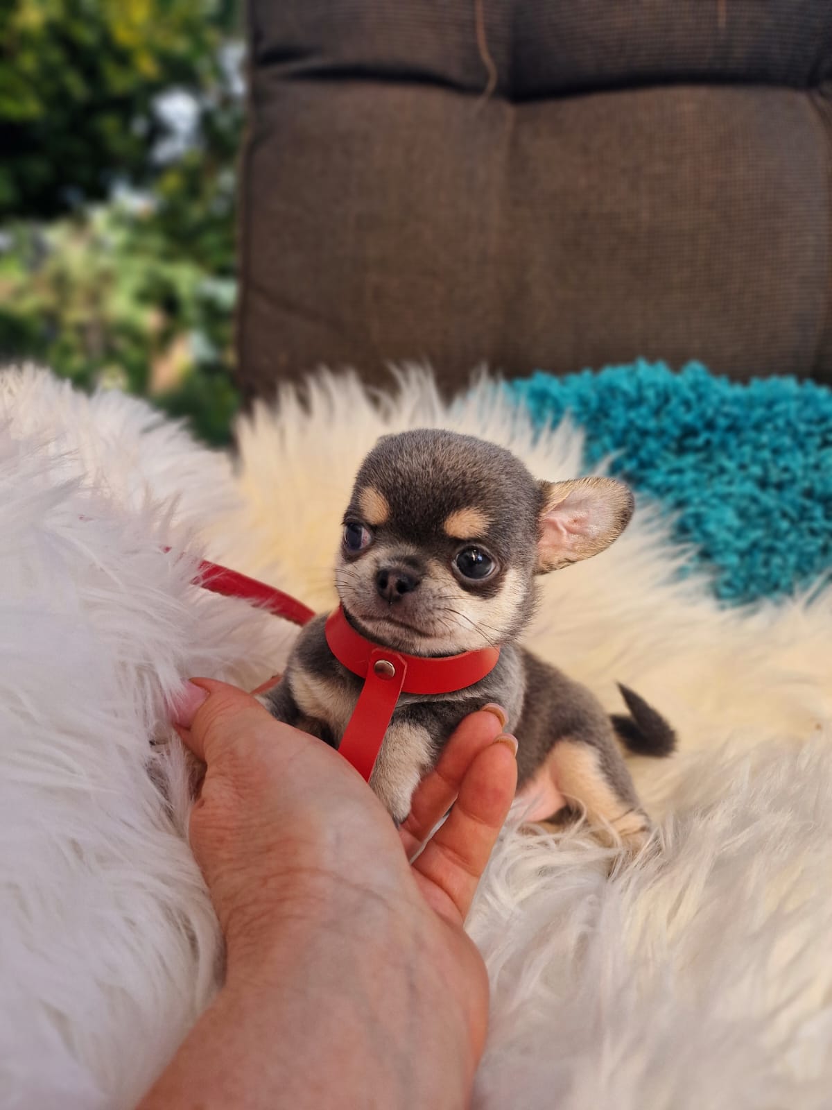 Szary podpalany Chihuahua na białym kocu w ogrodzie