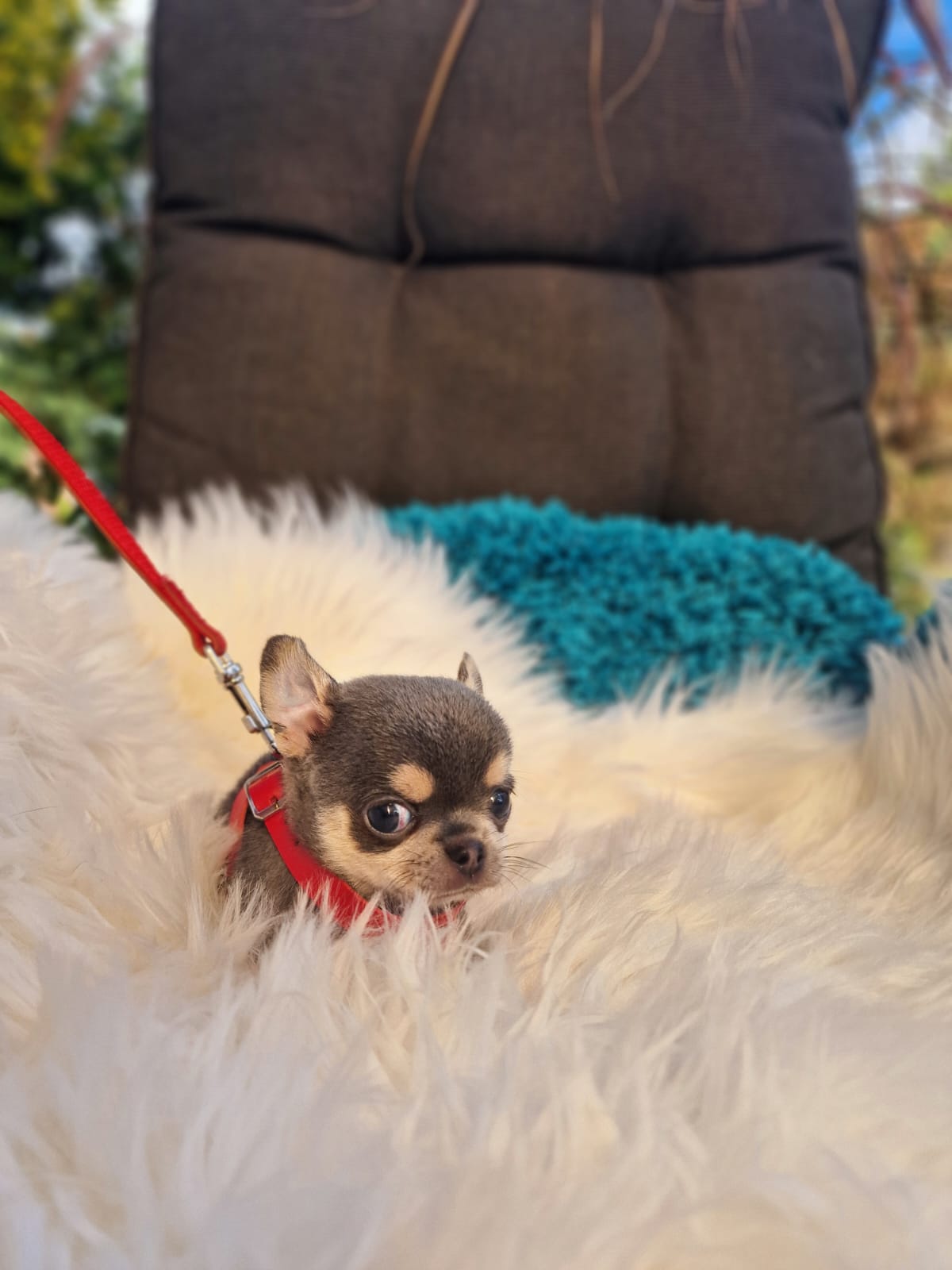 Szary podpalany Chihuahua na białym kocu w ogrodzie