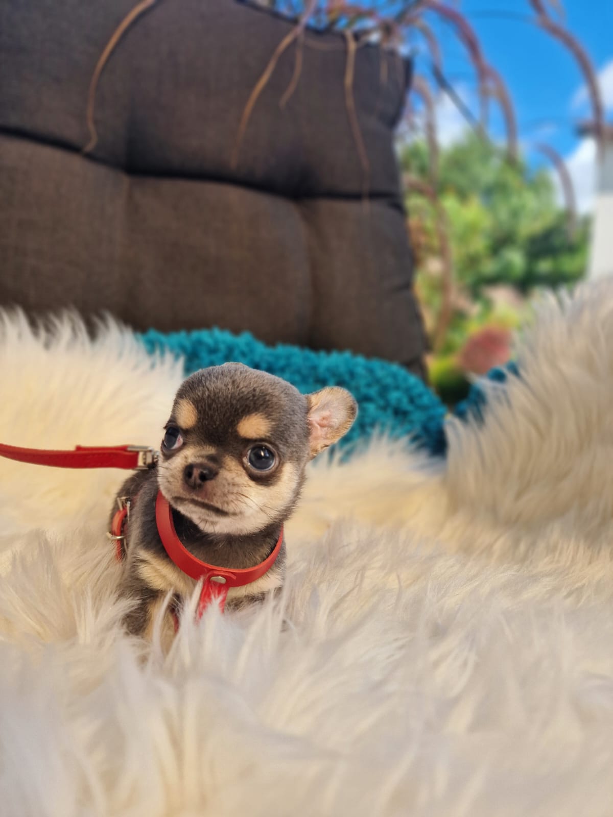 Szary podpalany Chihuahua na białym kocu w ogrodzie