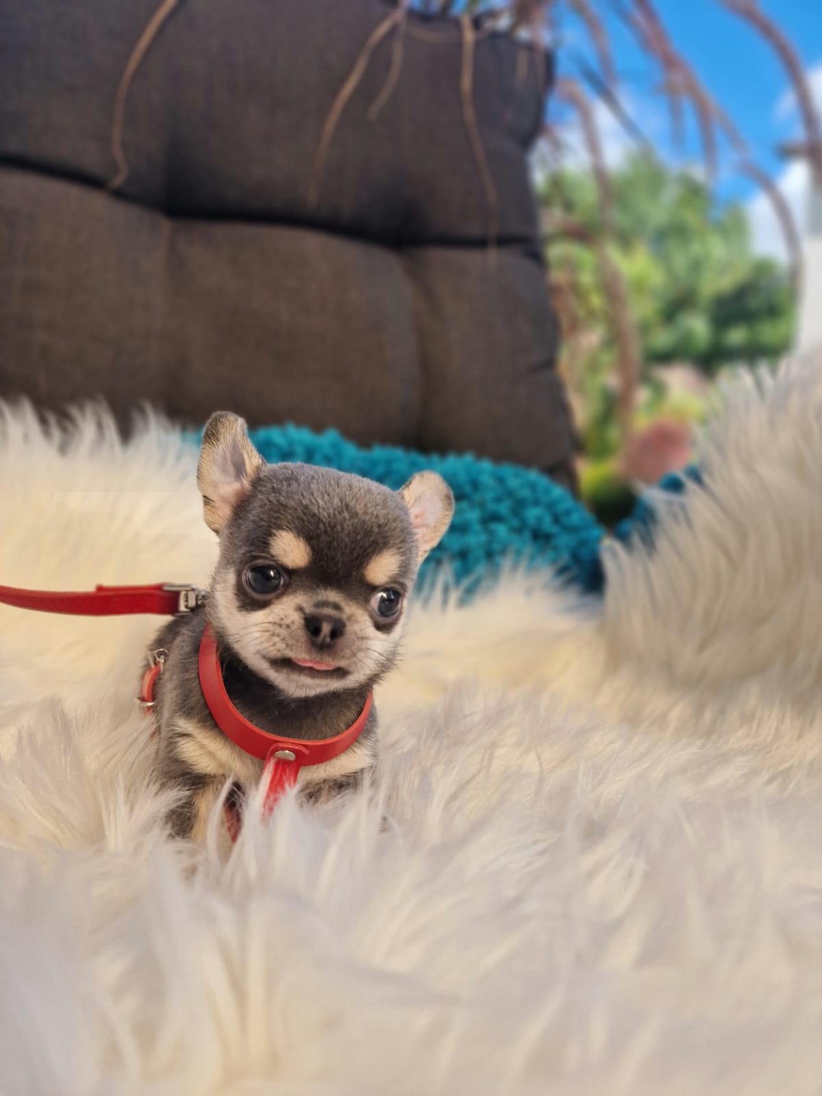 Chihuahua z krótką, gładką sierścią w czerwonych szelkach