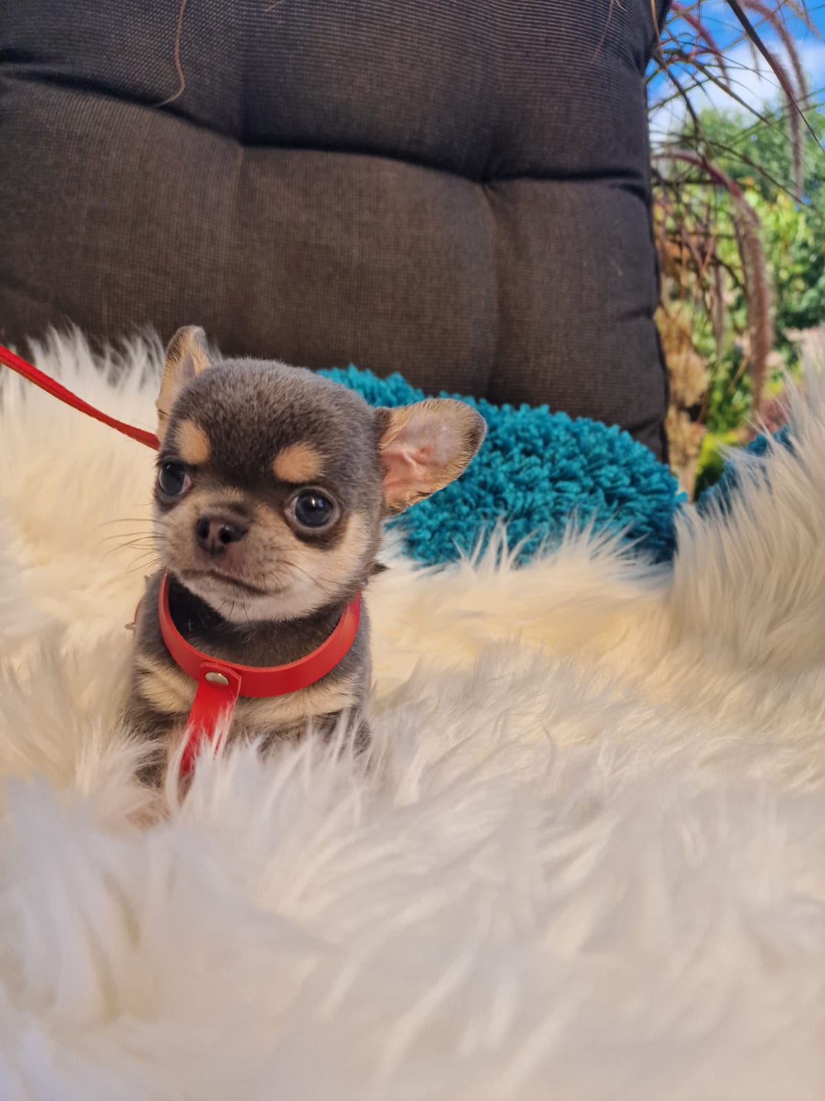 Szary podpalany Chihuahua na białym kocu w ogrodzie